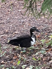 Anas platyrhynchos domesticus