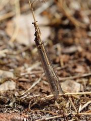 Macronemurus