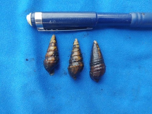 Pleurocera foremani observed 2021-08-11