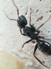 Camponotus fallax