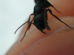 Camponotus fallax
