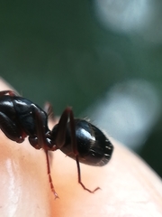 Camponotus fallax