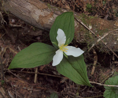 Trillium ovatum ovatum