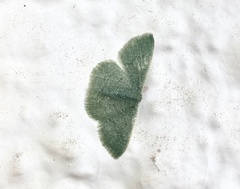 Phaiogramma faustinata