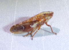 Aphrophora saratogensis