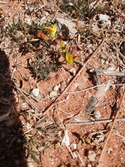 Listia heterophylla