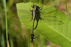 Gomphurus ventricosus