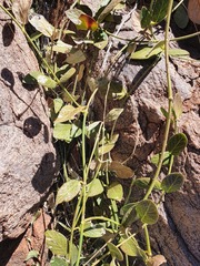 Orthanthera jasminiflora
