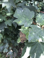 Pararge aegeria