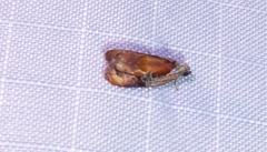 Zomaria interruptolineana