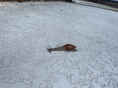 Euglandina rosea image