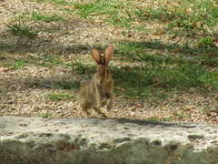 Oryctolagus cuniculus