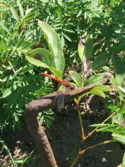 Sympetrum sanguineum