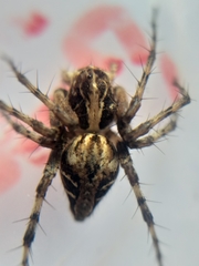 Oxyopes pallidecoloratus