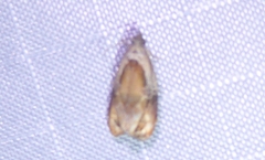 Zomaria interruptolineana