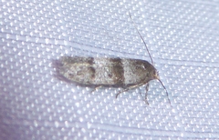 Blastobasis pulchella