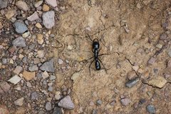 Plectroctena mandibularis