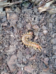 Scolopendra viridicornis