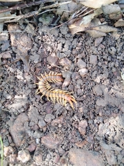 Scolopendra viridicornis