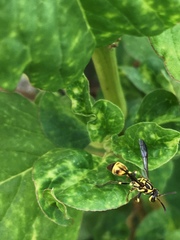 Ropalidia flavobrunnea