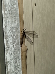 Brachynemurus irregularis