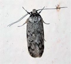 Philobota baryptera