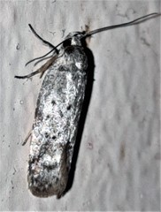 Philobota baryptera