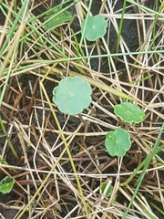 Hydrocotyle vulgaris