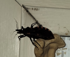 Triatoma sanguisuga