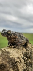 Rhinella beebei