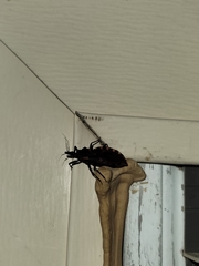 Triatoma sanguisuga