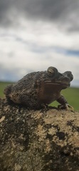 Rhinella beebei