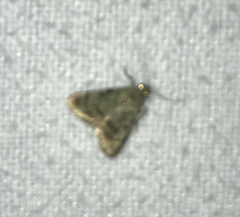 Epipaschia superatalis