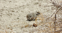 Microcavia australis
