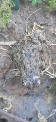 Rhinella beebei