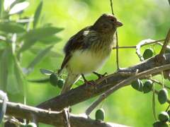 Serinus canaria domesticus