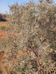 Vachellia haematoxylon