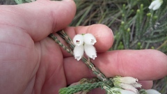 Erica pectinifolia