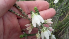 Erica pectinifolia