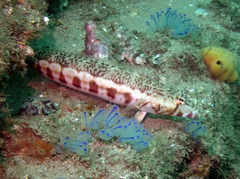 Parapercis stricticeps