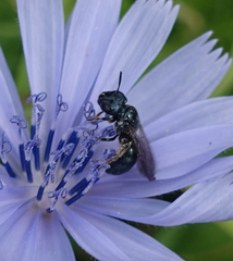 Ceratina cyanea