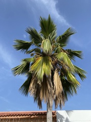 Pritchardia pacifica