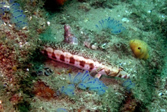 Parapercis stricticeps