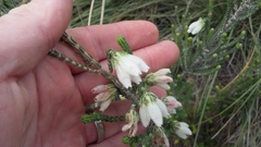 Erica pectinifolia