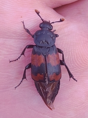 Nicrophorus investigator
