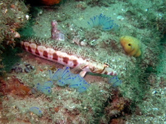 Parapercis stricticeps