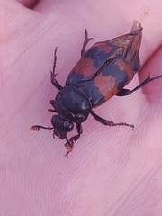 Nicrophorus investigator