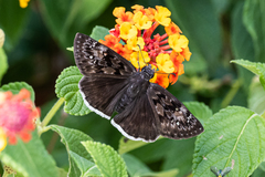 Erynnis tristis tatius