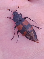 Nicrophorus investigator