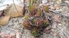 Haworthiopsis fasciata